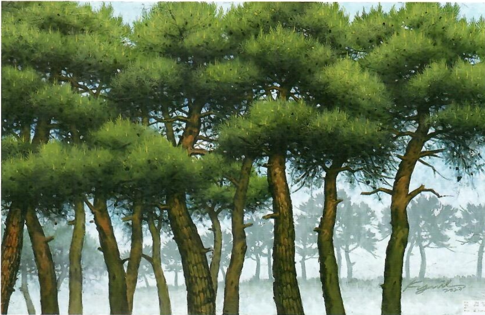 안개 속 소나무 군락을 가로로 담은 솔의 향기